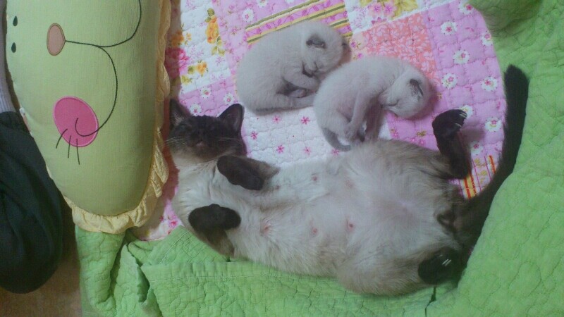 꿈나라 이미지