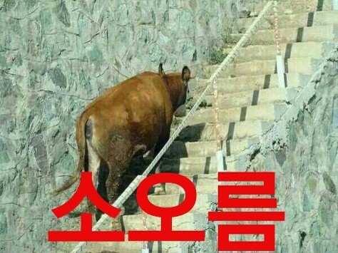 도라곤 이미지