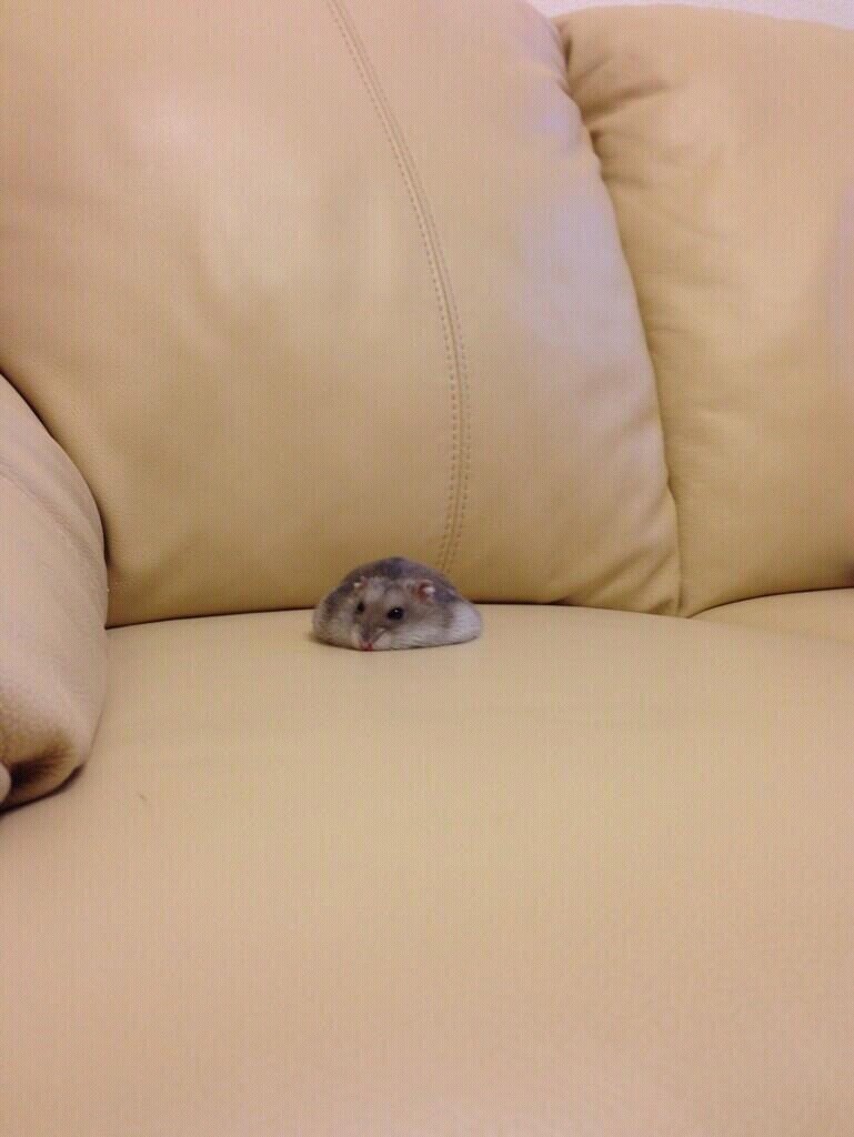 겨울잠 이미지