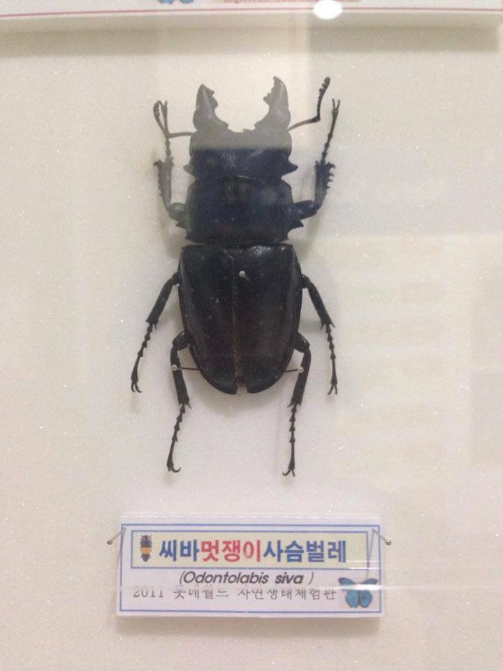 리그오브레전드 인벤 : 씨바멋쟁이사슴벌레.jpg - LOL 인벤 자유 게시판(구) 씨바멋쟁이사슴벌레.jpg